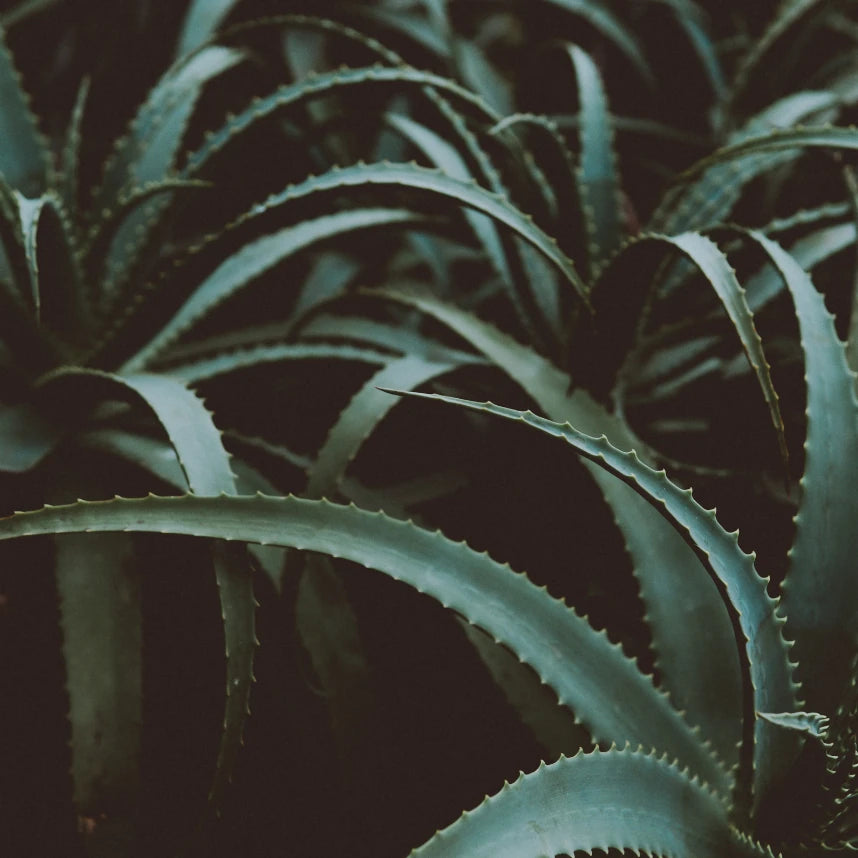 Close-up of green aloe vera plants with dark background