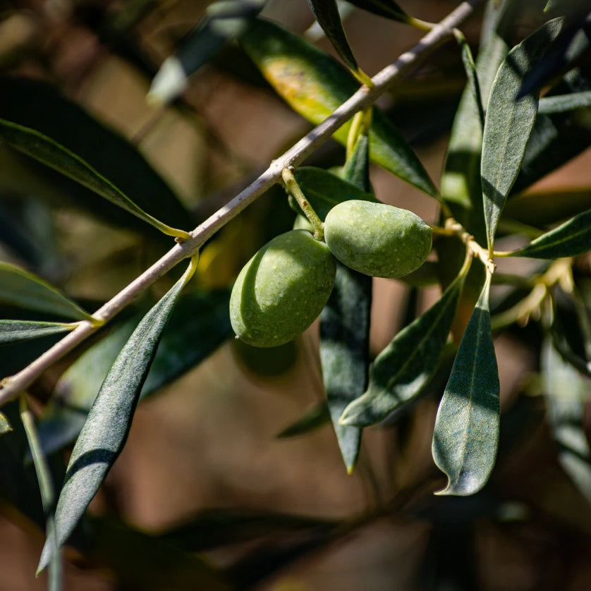 Green olives on an olive branch with leaves against a blurred natural background