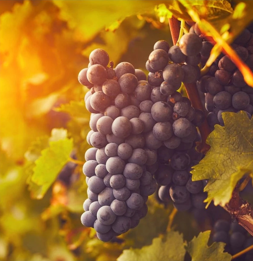 A bunch of purple grapes on the vine with sun shining.