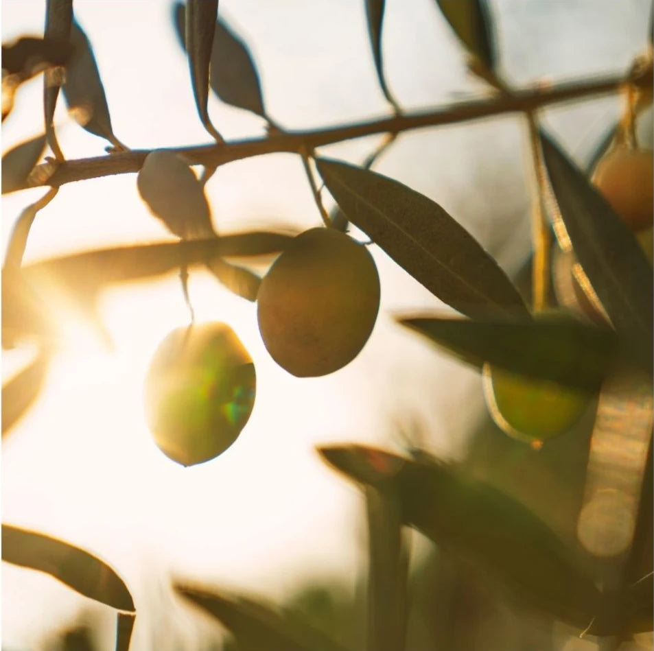 Olive tree with green olives and leaves against a blurred natural background