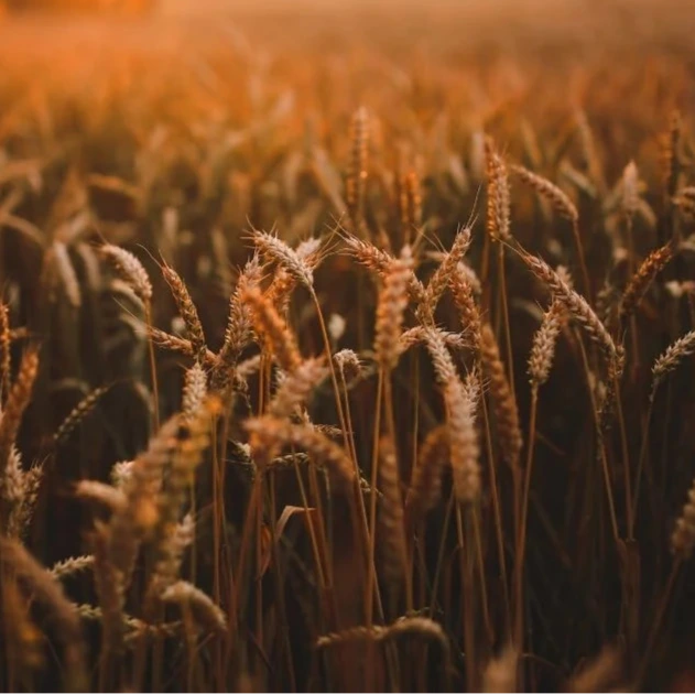 Wheat field at sunset with warm colors